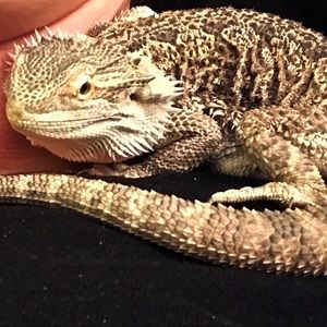 Meet your Posher, Tony